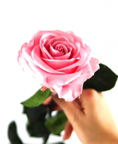 Rose Éternelle rose XL  - Max le Fleuriste