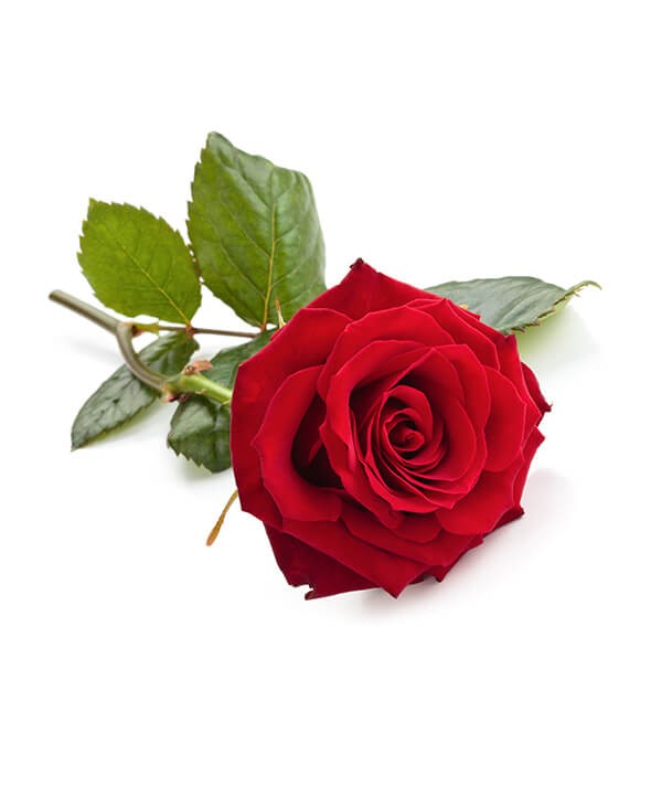 Rose Rouge 40cm • Livraison à domicile • Max le Fleuriste