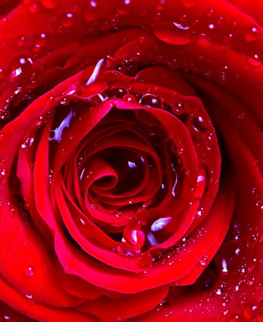 Rose Rouge 40cm • Livraison à domicile • Max le Fleuriste